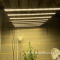 LED mais vendido LED 600W 8bar Grow Light